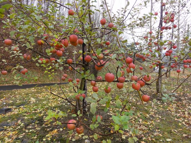 横浜の友人が福島にリンゴを植えていて皆で採りに行くことになりました。<br /><br />初めてのリンゴ狩りにこうふんしてしまいました
