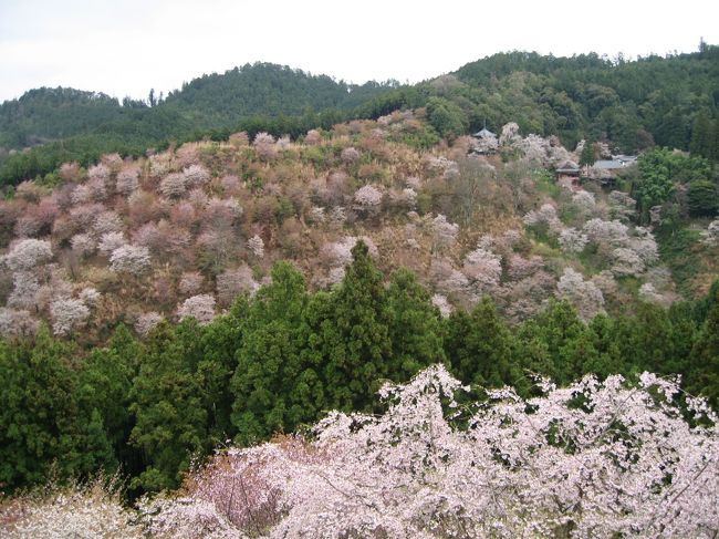 2009年2回目の桜旅。今回のメインは吉野の千本桜。吉野から奈良、そして京都へ回ります。<br /><br /><br />画像整理のため古い旅行記のアップになります。