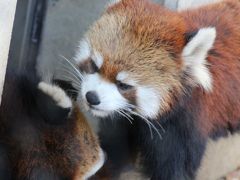 冬のレッサーパンダ詣とイルミネーションで埼玉こども動物自然公園と昭和記念公園へ（１）カフェ・ラテ・キャラ・メル・リリィ・ハナビ・コウタの夢のわらわら７匹大暴れ～慈しみの母の顔したリリィちゃん