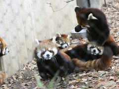 冬のレッサーパンダ詣とイルミネーションで埼玉こども動物自然公園と昭和記念公園へ（２）Baby Red Panda！～子パンダ４匹じゃれじゃれ特集
