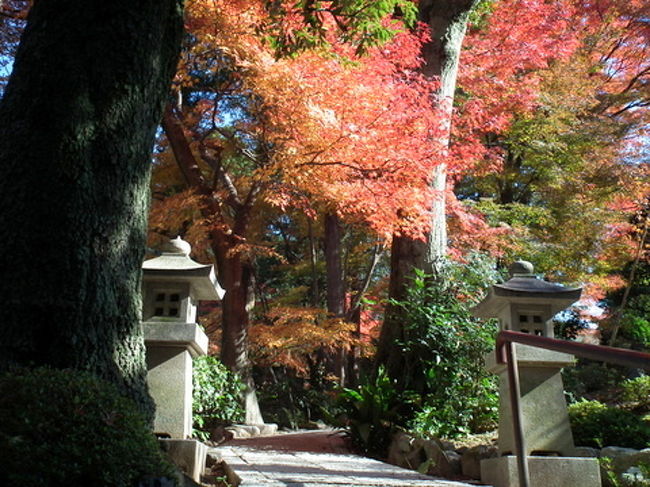東福寺正覚院から境内の紅葉<br />光明院を出て右手に歩きます。<br />80mぐらいで右に正覚院があり更に20mほどで東福寺南門「六波羅門」があります。<br />私のいつものルートになります。<br />六波羅門を入って眺める山門・法堂の風景が好きなんですよね！