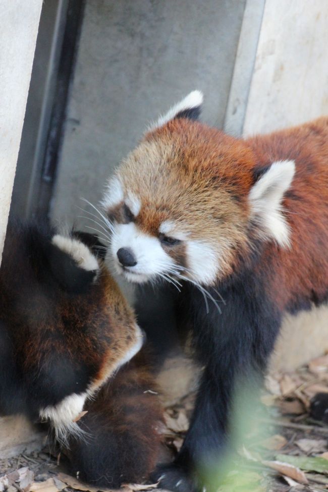 ほぼ毎日のようにチェックしていたレッサーパンダ・ブログで、埼玉こども動物公園では、今年生まれの４匹の子パンダたちが、そのうち２匹のお母さんのリリィちゃんとお姉さんのハナビちゃんだけでなく、さらに大人のオスのパンダと一緒に７匹で展示されていることを知りました。<br />その様子を、なまで見たくて見たくてたまらなくなりました。<br />幸い、埼玉こども動物自然公園は我が家からアクセスしやすいので、その７匹展示が終わる前に見に行くことができましたが、記事にあったとおり、リリィちゃんが、自分の子たちだけでなく、ナツちゃんの子供たちの母代わりになっているけなげな様子を、目の当たりにすることができました。<br /><br />今回は、コウタくんが屋外展示の７匹目でした。<br />屋外でコウタくんに会えるのはずいぶん久しぶりなので、外でコウタくんに会えたのは嬉しかったです。<br />ところが、午後の一時でしたが、コウタくんは急にスイッチが入ったように興奮し出し、凶暴にすらなってしまいました。<br />コウタくんは子パンダたちを片っ端から追い回し───はじっこで目立たないようにおとなしくしていたただけのラテかメルすらも追い立て、とっくみあいのけんかをしましたが、子パンダたちは、子供同士のじゃれ合いのときとは違う、本気の悲鳴をあげて、おびえていました。<br />あんな絶叫は聞いたことがなかったです。<br />カフェだったと思いますが、コウタくんに追い回されて木の上に逃げて、追いつめられてしまいました。<br />あの高い木の上から落ちたら、無事ではすまないだろうと、ほんとうにはらはらしました。<br />この私ですら、写真を撮ってなんかいられませんでした。<br />子パンダが木の上に追いつめられたのは２度もありました。<br />コウタくんに追い回された子パンダは、どうしても自分では安全だと本能で思う木の上に逃げてしまうようです。<br />子パンダの絶叫を聞いて、リリィちゃんが間に入って子パンダたちを守りました。<br />必死にコウタくんをなだめ、コウタくんから逃れた子を背後にかばい、慰めたりもしていました。<br />涙が出そうになるほど感動的でした。<br />コウタくんは、そのリリィちゃんとも取っ組み合いをしていました。<br /><br />午前中のコウタくんは、少なくとも子パンダととっくみあいをしていても、単に手加減できなかっただけに見えたのですが、その午後の一時は、コウタくんはほんとに手がつけられないほど興奮していました。<br />子パンダを追い回すのでなければ、興奮したコウタくんは見ていて面白かったのですが……２足歩行で立ち上がったままとことこ歩いたし、細い竹にのぼってぎゅい～としならせて地上に落ちたり、一匹で飛び跳ねたり、ほんと、どうかしちゃったのかとびっくりしました。<br /><br />やがて嵐がすぎて、コウタくんが落ち着いた後、いつのまにか木の上の方に避難していたハナビちゃんが、もう大丈夫かな、ってかんじで下りてきたときは、ちゃっかりしているな、とほっとした分、笑いがこみあげてきました。<br /><br />コウタくんの興奮時間が一時だったからよかったものの、あれではとてもリリィ母さんの気が休まるときがないと思いました。<br />コウタくんは次から次へと子パンダにちょっかいを出し、絶叫あげる子パンダたちをリリィちゃんがかばって回っていましたから。<br />リリィちゃん、ほんとにおつかれさまでした。<br /><br />でも、ずうっとそんなはらはら続きだったわけでありません。<br />だいたい11時頃から15時まで約４時間はりついていた間（子パンダ４匹とリリィちゃんが固まって眠ってしまったときに、隣のミーアキャットやプレーリードッグを見に行ったりしましたが）、大半はまったりと、子パンダぞろぞろの微笑ましいのどかな様子が見られました。<br />もちろん、子パンダたちは、ごはんを食べているのでなければけんかしていて、子パンダ同士のじゃれあいであっても激しくて、はらはらしたときもありました。<br />でも、子供同士のけんかなので、コウタくん相手よりは、まだ安心して見ていられました。<br />リリィちゃんも、子供同士のけんかのときは、基本的に手出しせずに、見守っていました。<br />ちゃんと見守っていたリリィちゃんの顔は、慈しみの母の顔でした。<br /><br />リリィちゃんと対照的に、独身貴族のお姉さんのハナビちゃんは、基本的にマイペース。ますます茶目っ気たっぷりの愛嬌ある顔つきになりました。<br />基本的に子パンダたちをスルーしていましたが、一度だけ、木の上で子パンダに通せんぼされたときは、「ぐわっ」とものすごいうなり声を出して威嚇しました。<br />でも、リリィちゃんが飛んでくるような事態にはならず、ハナビちゃんの方がよけてあげたように見えました。<br />また、一度、ハナビちゃんがコウタくんを追いかけ回しているところもみましたが……、ハナビちゃん、ぐわっぐわっとうなり声がすごく、本気で追い立てているように見えました。残念ながら恋しているレッサーパンダのほほえましい姿にはとても見えませんでした（苦笑）。<br /><br />見ていてはらはらすることも多かったけれど、子パンダたちはすくすく育っているようで、ほっとしました。<br />子パンダのうち、カフェくんは大木のクスノキのだいぶ上の方まで登れるようになっていました。<br />たぶん、子パンダ全員、渡り木のある途中までは、登っていたと思います。子パンダだと見分けがつかないことも多かったので、断言できませんが。<br />子パンダたちはみんな食欲旺盛で、よく食べ、よく遊び、よく眠り……いや、眠っていた時間は短かったです。<br />７匹もいると、誰かが昼寝していても、誰かしら起きているものだけど、子パンダたちは、リリィちゃんのそばで５匹、団子になって眠りました。<br />でも、そのうちの何匹かはもそもそして寝ていてもおとなしくしていなく、寝かしつけても起きてしまう人間の子を連想しました@<br /><br />今回はまたまた１日の撮影枚数をさらに更新して、自分でもびっくりするくらいたくさん写真を撮ってしまいましたが、大半がレッサーパンダの写真だったので、主に子パンダだけのじゃれじゃれ写真は、次の旅行記にまとめました。<br /><br />＜埼玉こども動物自然公園と昭和記念公園のイルミネーションをはしごした１日の旅行記のシリーズ構成＞<br />■（１）カフェ・ラテ・キャラ・メル・リリィ・ハナビ・コウタの夢のわらわら７匹大暴れ～慈しみの母の顔したリリィちゃん<br />□（２）Baby Red Panda！～子パンダ４匹じゃれじゃれ特集<br />□（３）ゆず湯にカピバラ全員集合！～その他の動物たち～放し飼いマーラの親子にも会えた@<br />□（４）昭和記念公園のノスタルジックなファンタジー・イルミネーション復活！<br /><br />埼玉こども動物自然公園の公式サイト<br />http://www.parks.or.jp/sczoo/<br /><br />＜タイムメモ＞<br />09:30頃　家を出る<br />10:00　高坂駅到着<br />10:07発の鳩山ニュータウン行きバスに乗る<br />10:15　埼玉こども動物自然公園に到着<br />10:25～10:40　なかよしコーナー<br />10:45～13:30　レッサーパンダ<br />13:30～13:55　ミーアキャット＆プレーリードッグほか<br />13:55～15:00　レッサーパンダ<br />15:05～15:15　マヌルネコ<br />15:20～15:35　放し飼いマーラ<br />15:50～16:05　ワラビー＆ゆず湯のカピバラ<br />16:10～16:25　コアラ＆カナダヤマアラシ<br />16:30頃　埼玉こども動物自然公園を出る<br />16:41発のバスで高坂駅へ<br />17:39　夕食のあと高坂駅発の東武東上線に乗る<br />18:53　JR立川駅到着<br />19:25～21:00　昭和記念公園イルミネーション<br />