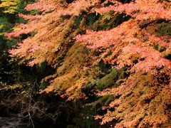 小さな旅●豊田市　三河湖・野原川の残り紅葉をさがして