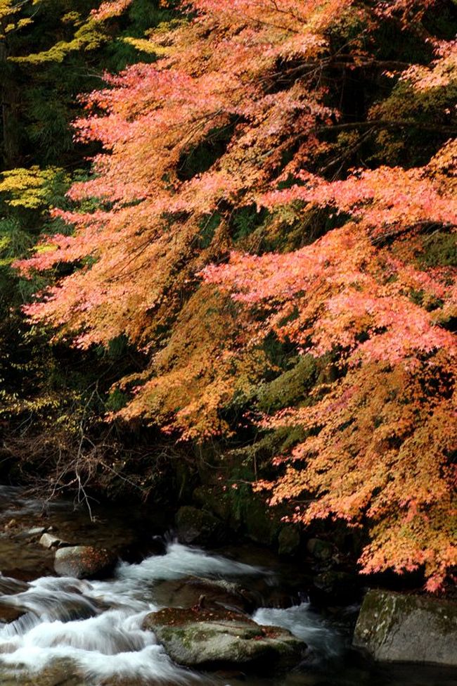 11月の下旬、混み合う紅葉の名所を避けて、豊田市東郊外の山間を流れる野原川や神越川、三河湖などで残り紅葉を探してみました。<br /><br />写真は、野原川の残り紅葉。