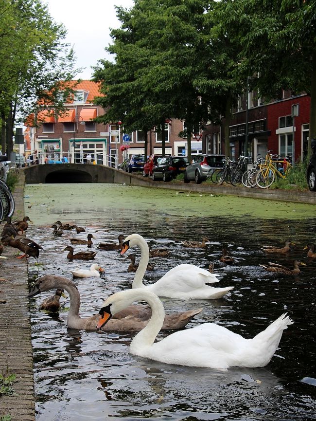 　今日は、ロッテルダムの町を出て、オランダの町としては、観光都市として、わりと有名な「デルフト」の町を訪れます、２５年前にも一度来て、石畳と運河の、オランダで、一番古めかしく、一番美しい町として、僕の頭にインプットされている町です、建物も、レンガ造りの、旧い街並みが残っていて、アンティークな街並みの好きな僕としては、当時、かなり感動モノであった町です、ベルギーで言えば「ブルージュ」に、少し、雰囲気の似ている町、勿論、「北のヴェネチァ」と呼ばれる町の一つです。<br /><br />　そのあとは、デン・ハーグへと向かいます、このあたり、距離もあまりないので、ブラブラと街歩きに時間も取れて、マズマズ、余裕の一日となりました。<br /><br />　表紙の写真は、デルフトの「運河」の風景です、真ん中の、薄茶色の子白鳥も、かなりデカくなってます。<br /><br />　