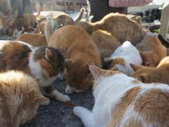 瀬戸内のネコの島～愛媛　青島で猫にまみれてきました～　vol.2　ネコの楽園編