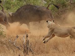 ケニア再訪・ディアニビーチ&ツァボ国立公園 vol.7 ライオンVSバッファロー！
