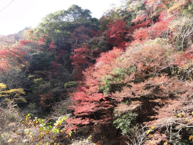 紅葉は1シーズン一回みればいいかなと思っていた矢先、新聞に千葉県君津市の亀山湖での紅葉クルーズが見ごろという記事が載り、ちょっこす行ってみようかということに。ついた日はたまたま東京大学千葉演習林の一般開放日の最終日で、こりゃいかなきゃな～となり亀山湖は翌日に回すことに。<br /><br />ＪＲで木更津まで行き、久留里線にのって終点まで。