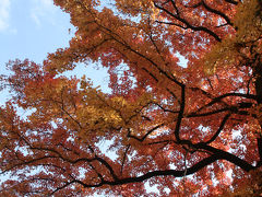 2013年京都の紅葉6　京都府立植物園