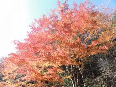 もみじ散策帖 ～千葉君津編 亀山湖紅葉クルーズ～二日目