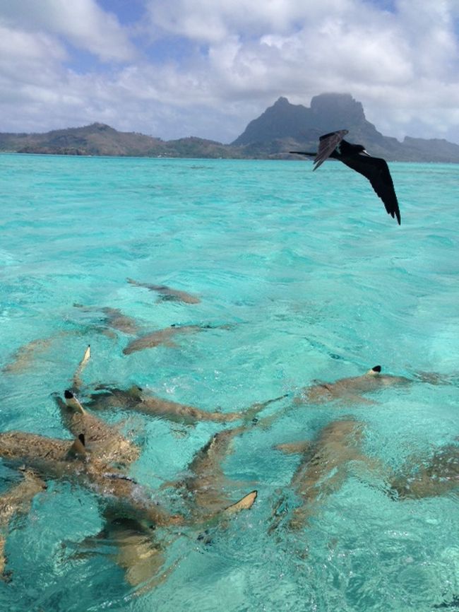 『ボラボラ ヒルトンはこの世の天国でした。 』ボラボラ島(タヒチ)の旅行記・ブログ by freundtrauenさん【フォートラベル】