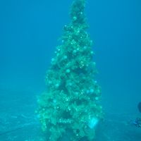 水中クリスマスツリ−を見に行きました(大瀬崎）　２０１３．１２月２２日