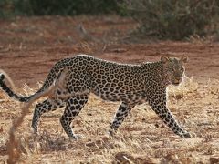 ケニア再訪・ディアニビーチ&ツァボ国立公園 vol.8 チーターに会いたい！と念じていたら、いつも通りヒョウが現れ・・・ツァボ・ウェストで「居ながらサファリ」を大満喫。