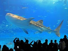 あったか南の島のクリスマスは最高さぁ～☆沖縄そばと美ら海水族館編　vol.１