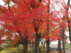 2013年大阪　鶴見緑地1　紅葉