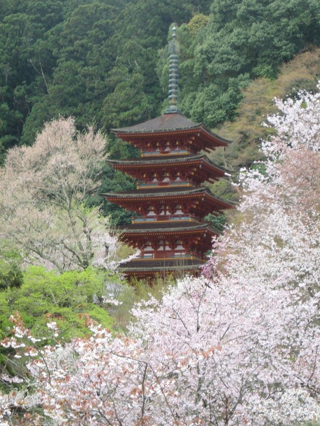 2日目は長谷寺・室生寺を訪れ。奈良の四季亭へ。
