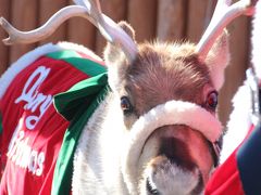 もうすぐクリスマスの東武動物公園とイルミネーション（１）トナカイのハナちゃんのキャラバンとクリスマス・アニマルパレード＆ふれあい動物の森の仲間たち