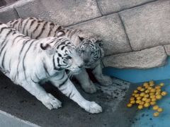 もうすぐクリスマスの東武動物公園とイルミネーション（３）大きくなったホワイトタイガーの子供たちほか猛獣・猛禽類＆ふるさとの動物たち