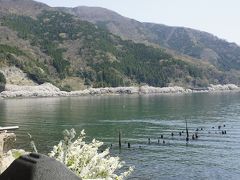 海津大崎の桜と鮒寿司　メタセコイヤ並木から在原業平伝説の村を行く