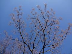 冬の「於大公園」（植物散歩）