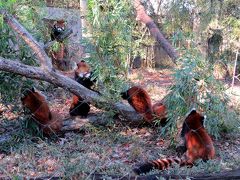 初冬のレッサーパンダ紀行【６】 埼玉県こども動物自然公園　圧巻！！リリィちゃん＆４匹仔パンダ＆ハナビちゃん＆ミンミン君のわらわら７匹展示！！