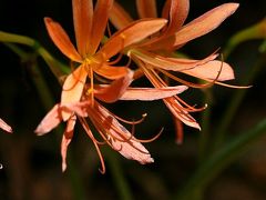 小さな旅●稲武大栗山に咲く橙色の花　オオキツネノカミソリ