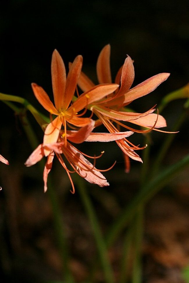 豊田市稲武の大栗山の森でオオキツネノカミソリがオレンジ色の花を咲かせ始めたらしい。お盆休みの混雑も一段落した国道153号線を飯田方面に向かった。<br /><br />表紙は、オオキツネノカミソリの花。