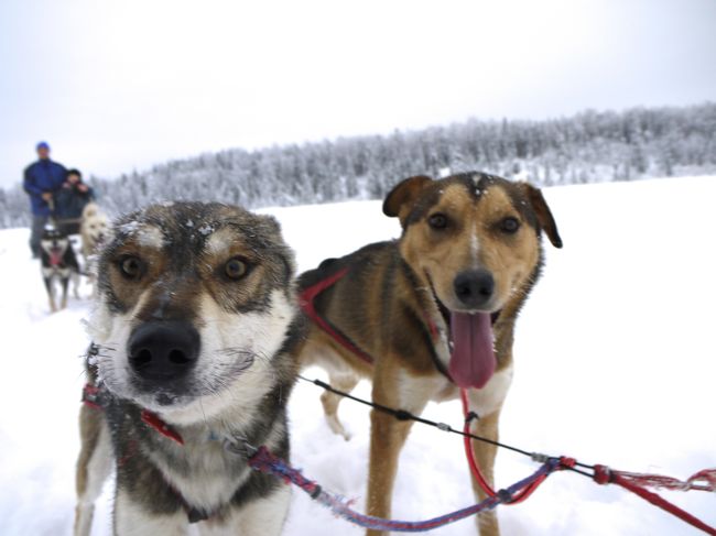 世界地図を眺めては、ずっと気になっていた最果ての大地アラスカ。<br />アンカレッジから日帰り犬ぞりツアーに参加。<br />雪原を走る犬達はたくましく、頼もしく、そしてかわいらしい仲間でした。<br /><br />………………………………………………………………….<br />旅日程<br />□１１／２２　シカゴ→アンカレジ　（現在シカゴに住んでいます）<br />□１１／２３　アンカレッジ→フェアバンクス（アラスカ鉄道にて移動）<br />□１１／２４　フェアバンクス<br />□１１／２５　フェアバンクス<br />□１１／２６　フェアバンクス→アンカレッジ（飛行機にて移動）<br />■１１／２７　アンカレッジ<br />□１１／２８　アンカレッジ<br />□１１／２９　アンカレッジ→シカゴ