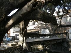 樹生橋はその名のとおり生きていた