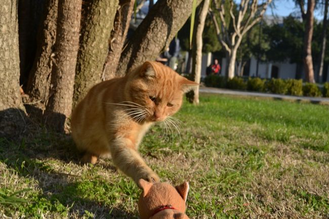 【激安トルコ旅行】しばた、ヨーロッパとアジアの交差点を巡る。Vol.2世界遺産イスタンブールで猫と遊んだワン！