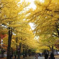 紅葉映えるイチョウ並木の札幌を散策