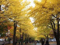 紅葉映えるイチョウ並木の札幌を散策