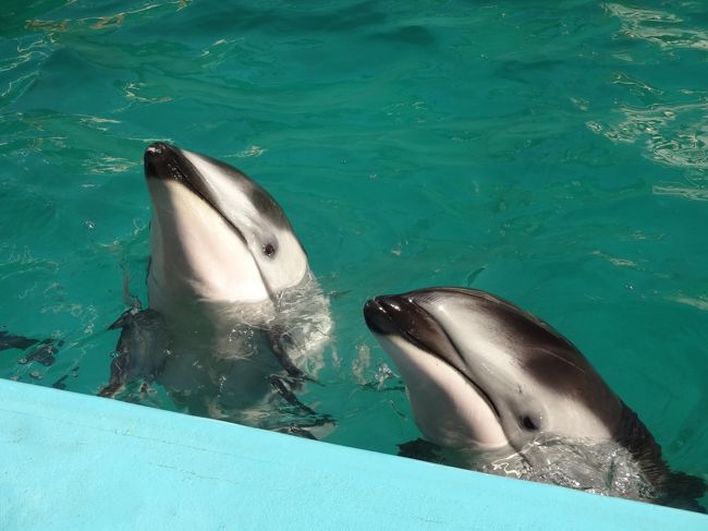 昨年に引き続き、秋の旅行は伊豆長岡温泉に決定！<br />今回はだんな様の誕生日のお祝いも兼ねているので、事前にバースデーケーキも宿にお願いして…♪<br /><br />2年連続で同じ旅行地にしたので、子供の成長も感じられたのがおもしろかったかな(^_^)