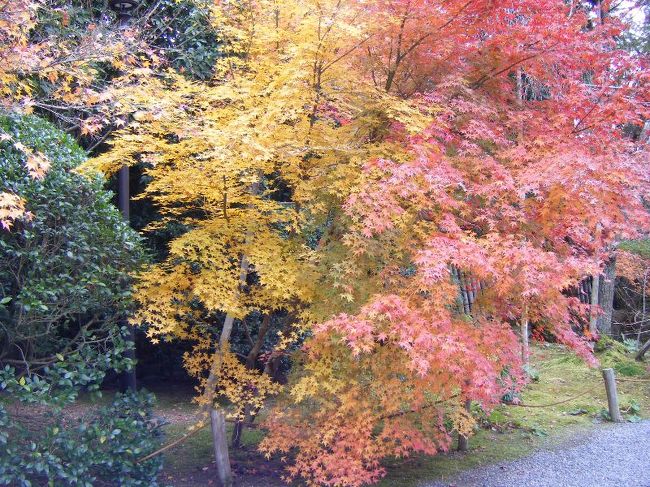 ソウル旅行の帰り道、京都へ1泊し遅めの紅葉狩り。でも遅すぎた・・・。<br />結構色あせてました。残念！