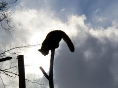 雪のレッサーパンダ紀行【１】 円山動物園（１日目）　今日はレッサーのキーパーさんが代番さんの日なので、他の子中心にマルズを満喫しました