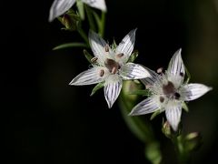 小さな旅●新城の里山に咲く秋の野花 ムラサキセンブリ・イヌセンブリ