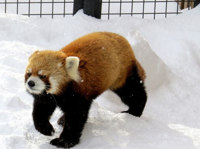 昨日に引き続き今日も円山動物園（マルズ）です。<br />昨日はレッサーパンダのキーパーさんが代番さんだったので他の動物を中心にマルズを満喫しましたが、今日はレッサーパンダのキーパーさんがメインの担当さんなのでレッサーパンダの展示も期待できそうです。<br />今、マルズのレッサーパンダ舎で見たいと言えば・・・やはり、<br />・２年ぶりのココちゃんとセイタ君の同居<br />・初めてのふかふかの雪の中のエイタ君<br />の２つ。<br />この２つが見れることを期待しつつ、２０１３年最終営業日のマルズのレッサーパンダ舎へ向かいました。<br /><br /><br />これまでのレッサーパンダ旅行記はこちらからどうぞ→http://4travel.jp/traveler/jillluka/album/10652280/