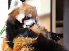 歳末レッサーパンダ詣で千葉市動物公園へ（２）Red Panda 特集（後編）よいお年を、風太くん一家！