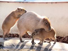 歳末レッサーパンダ詣で千葉市動物公園へ（３）大急ぎで回ったこども動物園・家畜の原種ゾーン・草原ゾーン・鳥類水系ゾーンの動物たち