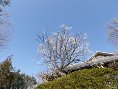 梅の花咲く、世田谷羽根木公園