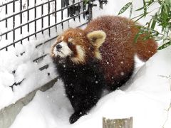 雪のレッサーパンダ紀行【３】 旭山動物園　栄栄ちゃんの可愛らしさと渝渝ちゃんのスター性！！ そして、百吉君が空を飛ぶ！！