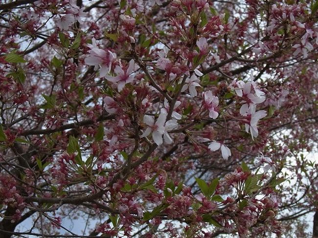 　長野県伊那市の高遠城址公園はコイガンザクラで有名ですが、一度は観てみたいと思い、クラブツーリズムの旅行で行きました。高遠の桜は、タカトオコヒガンザクラで、ソメイヨシノより少し小ぶりで赤みのある花を咲かせます。<br />　<br />　園内には約1,500本以上の桜があり、古くから「天下第一の桜」と称されて「さくら名所１００選」にも選ばれています。<br /><br />　そんな高遠城址公園を２０１３年４月２０日に訪れました。実は立山アルペンルートを廻る前の寄り道だったのですが、素晴らしい桜を観ることが出来ました・・・・と言いたいところですが、訪問は１週間遅かった。その訳は追々出てきますのでお読みください。<br /><br />　更には、訪れて初めて知ったのですが、ここに絵島の屋敷があったのです。思わぬものを観て感激もしました。<br />