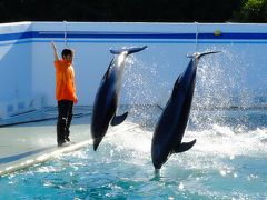 2013年12月 しながわ水族館