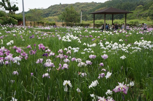 遠江国の一宮「小國神社」と「事任八幡宮」です。居住地と同じ県内（といっても高速を使っても1時間半以上かかりますが）なので何度か参拝しておりますが、写真は「小國神社」が平成25年6月。「事任八幡宮」が平成22年9月のものです。