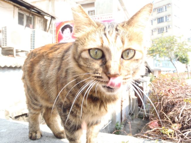 先月済州島に行ったがなんと雪が有ったそんな訳か猫に会えず<br />旅行記未作成おまけにバカラで20万やられた(T_T)<br />今回の旅行はマカオも有るし取り返してやる！<br />猫も絶対探すぞ！<br /><br />成田→広州→香港→マカオ→香港→広州→成田<br /><br />昨年は同じ様なルートで猫に殆ど出会えなかった。<br />今回は会えるか？いや必探す！<br />しかし色々と問題が起きてしまった。<br />しばらくこのルートは封印するか？<br />