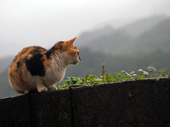 猫達との約束 in 台湾　～2日目　ホウトン再訪～