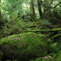 10月の屋久島巡り2013① 白谷雲水峡