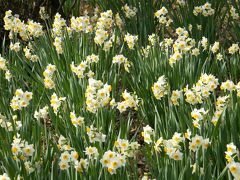 梅の花咲く、日野市百草園