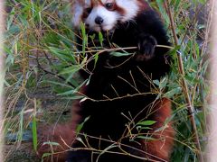 新春レッサーパンダ紀行【１】 徳山動物園　メイン放飼場でのびのび子育て！！ コタロウ君、リボンちゃん、リコちゃんの楽しい親子展示！！