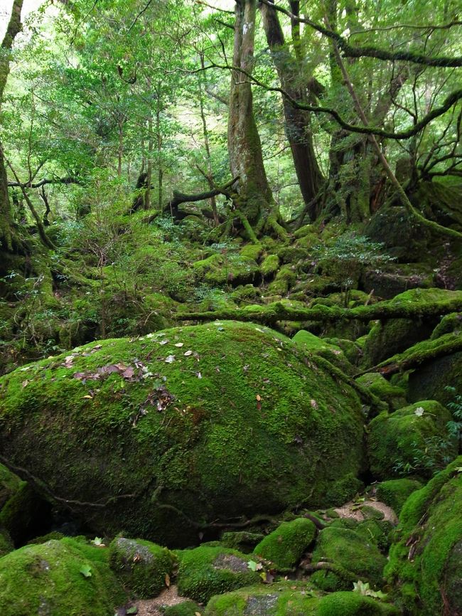 2013年10月、屋久島に行ってきました。<br /><br />1か月に35日雨が降ると言われる屋久島。<br />ベストシーズンはもはや運次第。<br /><br />とはいえ確率の高い時期がいいよね、ということで台風も過ぎ秋晴れが続く、と思しき10月に決定。<br /><br />ところが今年は台風がいつまでも訪れており、10月に至っては週１ペースで来ていましたが、私たちが行った時はちょうど合間で毎日快晴！<br /><br />絶好のハイキング日和を過ごすことができました。<br /><br />カメラはGR　DIGITAL　IIIです。